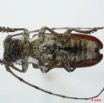 059 Coleoptere (FV) Cerambycidae Prosopocera sp f 8EIMG_15672WTMK.JPG