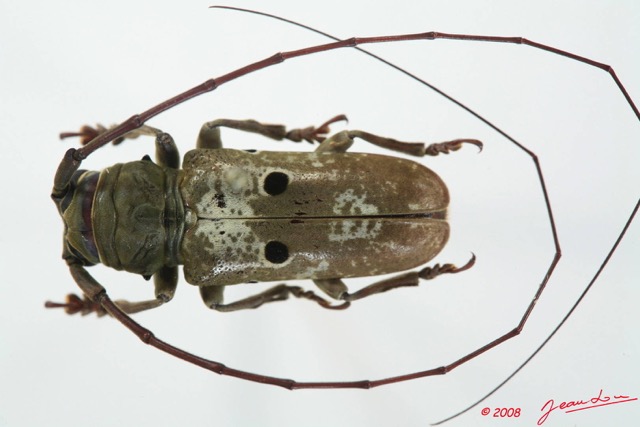 060 Coleoptere (FD) Cerambycidae Prosopocera sp m 8EIMG_17528WTMK.JPG