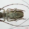 061 Coleoptere (FV) Cerambycidae Prosopocera sp m 8EIMG_17535WTMK.JPG