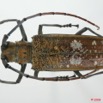 062 Coleoptere (FD) Cerambycidae Batocera wyliei f 8EIMG_17621WTMK.JPG