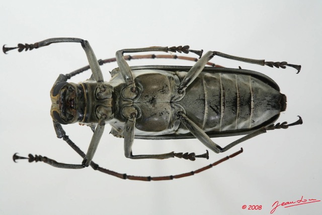 063 Coleoptere (FV) Cerambycidae Batocera wyliei f 8EIMG_17627WTMK.JPG