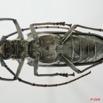 063 Coleoptere (FV) Cerambycidae Batocera wyliei f 8EIMG_17627WTMK.JPG