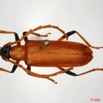 064 Coleoptere (FD) Cerambycidae Paroeme sp 8EIMG_20513WTMK.JPG