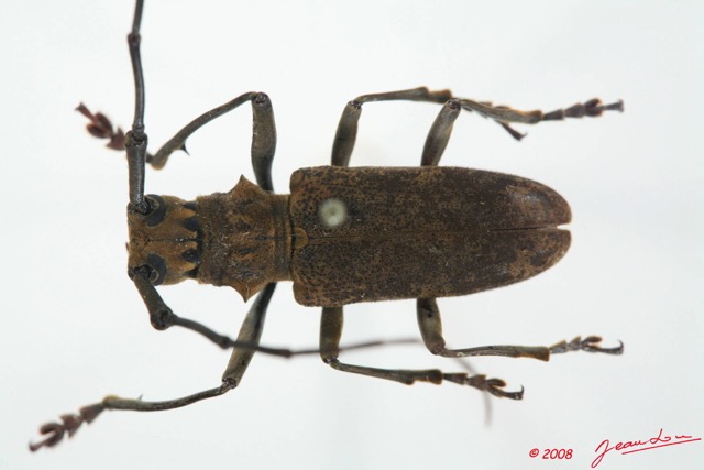 066 Coleoptere (FD) Cerambycidae Monochamus sp f 8EIMG_20546WTMK.JPG