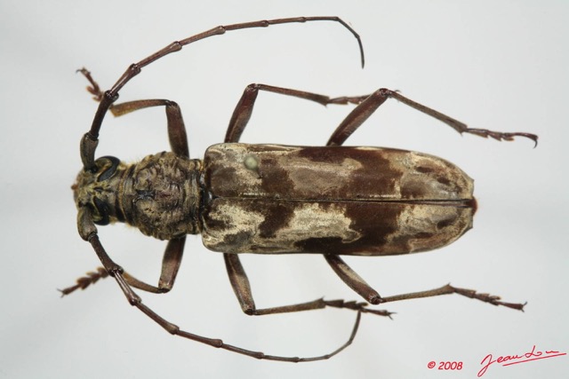 070 Coleoptere (FD) Cerambycidae Pachydissus sp f 8EIMG_24485WTMK.JPG