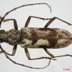 070 Coleoptere (FD) Cerambycidae Pachydissus sp f 8EIMG_24485WTMK.JPG