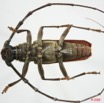 075 Coleoptere (FV) Cerambycidae Pachydissus sp m 8EIMG_24509WTMK.JPG
