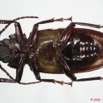 077 Coleoptere (FV) Cerambycidae Mallodon downesi f 8EIMG_24554WTMK.JPG