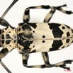 080 Coleoptere (FD) Cerambycidae Lasiopezus sordidus m 8EIMG_26093 1WTMK.jpg