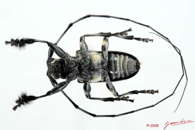 083 Coleoptere (FV) Cerambycidae Lasiopezus sordidus m 8EIMG_26105 1WTMK.jpg