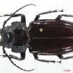 084 Coleoptere (FD) Cerambycidae Mallodon downesi m 8EIMG_26206WTMK.jpg
