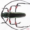 088 Coleoptere (FD) Cerambycidae Callichromatini sp 8E50IMG_30241WTMK.jpg