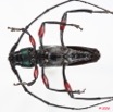 089 Coleoptere (FV) Cerambycidae Callichromatini sp 8E50IMG_30244WTMK.jpg