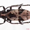 090 Coleoptere (FD) Cerambycidae Ceroplesis sp 8E50IMG_30266WTMK.jpg