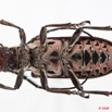 091 Coleoptere (FV) Cerambycidae Ceroplesis sp 8E50IMG_30272WTMK.jpg