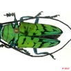 094 Coleoptere 37a (FD) Cerambycidae Sternotomis calais 10E5K2IMG_59393wtmk.jpg