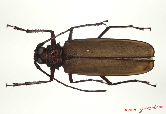096 Coleoptere 39c (FD) Cerambycidae Macrotoma gracilipes 10E5K2IMG_59426wtmk.jpg