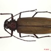 096 Coleoptere 39c (FD) Cerambycidae Macrotoma gracilipes 10E5K2IMG_59426wtmk.jpg