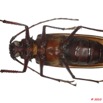 097 Coleoptere 39c (FV) Cerambycidae Macrotoma gracilipes 10E5K2IMG_59428wtmk.jpg