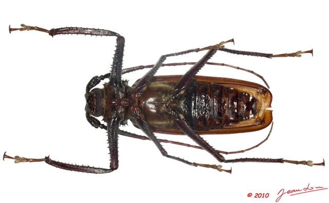 099 Coleoptere 39d (FV) Cerambycidae Macrotoma gracilipes 10E5K2IMG_59430wtmk.jpg