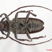 002 Coleoptere 33b (FV) Cerambycidae 9E5K2IMG_54263wtmk.jpg