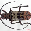 003 Coleoptere 33c (FD) Cerambycidae 9E5K2IMG_54290wtmk.jpg