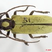 005 Coleoptere 33d (FD) Cerambycidae 9E5K2IMG_54297wtmk.jpg