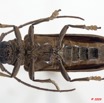 006 Coleoptere 33d (FV) Cerambycidae 9E5K2IMG_54301wtmk.jpg