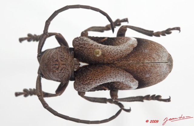 007 Coleoptere 34b (FD) Cerambycidae 9E5K2IMG_54309wtmk.jpg
