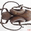 007 Coleoptere 34b (FD) Cerambycidae 9E5K2IMG_54309wtmk.jpg