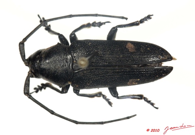 013 Coleoptere 37d (FD) Cerambycidae Pinacosterma nachtigali 10E5K2IMG_59400wtmk.jpg