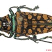 015 Coleoptere 38a (FD) Cerambycidae Sternotomis sp 10E5K2IMG_59403wtmk.jpg