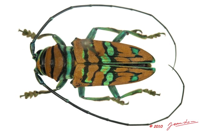 017 Coleoptere 38b (FD) Cerambycidae Sternotomini Sternotomis pulchra m 10E5K2IMG_59405wtmk.jpg