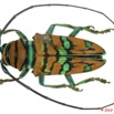 017 Coleoptere 38b (FD) Cerambycidae Sternotomini Sternotomis pulchra m 10E5K2IMG_59405wtmk.jpg