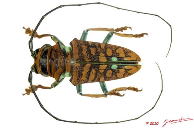 019 Coleoptere 38c (FD) Cerambycidae Sternotomini Sternotomis sp 10E5K2IMG_59407wtmk.jpg