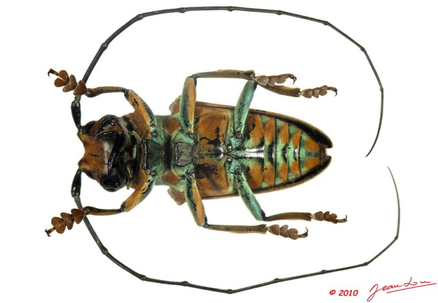 020 Coleoptere 38c (FV) Cerambycidae Sternotomini Sternotomis sp 10E5K2IMG_59408wtmk.jpg