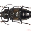 022 Coleoptere 39b (FV) Cerambycidae Stenodontes downesi f 10E5K2IMG_59425wtmk.jpg