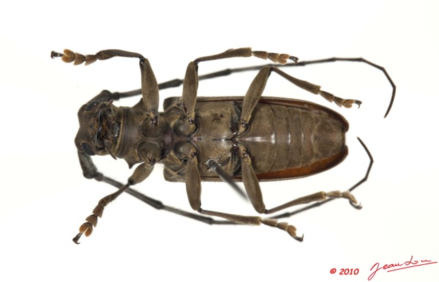024 Coleoptere 42a (FV) Cerambycidae 10E5K2IMG_64217wtmk.jpg