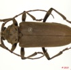 025 Coleoptere 42d (FD) Cerambycidae 10E5K2IMG_64224wtmk.jpg