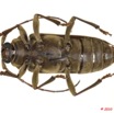 026 Coleoptere 42d (FV) Cerambycidae 10E5K2IMG_64225wtmk.jpg
