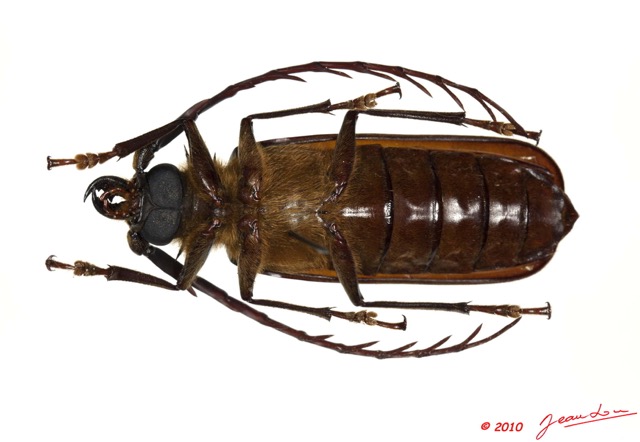028 Coleoptere 44c (FV) Cerambycidae Tithoes sp 10E5K2IMG_64253wtmk.jpg