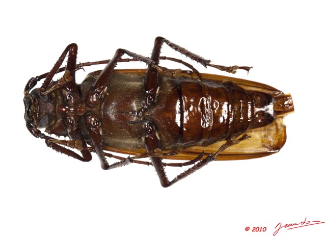 030 Coleoptere 44d (FV) Cerambycidae Macrotoma serripes f 10E5K2IMG_64256wtmk.jpg