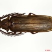031 Coleoptere 45b (FD) Cerambycidae Neoclosterus lujae m 10E5K2IMG_64259wtmk.jpg