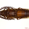 032 Coleoptere 45b (FV) Cerambycidae Neoclosterus lujae m 10E5K2IMG_64260wtmk.jpg