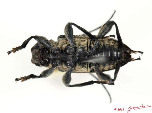 036 Coleoptere 48d (FV) Cerambycidae 11E5K2IMG_68547wtmk.jpg