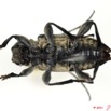 036 Coleoptere 48d (FV) Cerambycidae 11E5K2IMG_68547wtmk.jpg