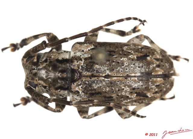 037 Coleoptere 50d (FD) Cerambycidae 11E5K2IMG_68567wtmk.jpg
