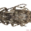 037 Coleoptere 50d (FD) Cerambycidae 11E5K2IMG_68567wtmk.jpg