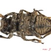 038 Coleoptere 50d (FV) Cerambycidae 11E5K2IMG_68569wtmk.jpg