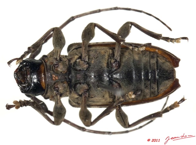 040 Coleoptere 51a (FV) Cerambycidae 11E5K2IMG_68573wtmk.jpg